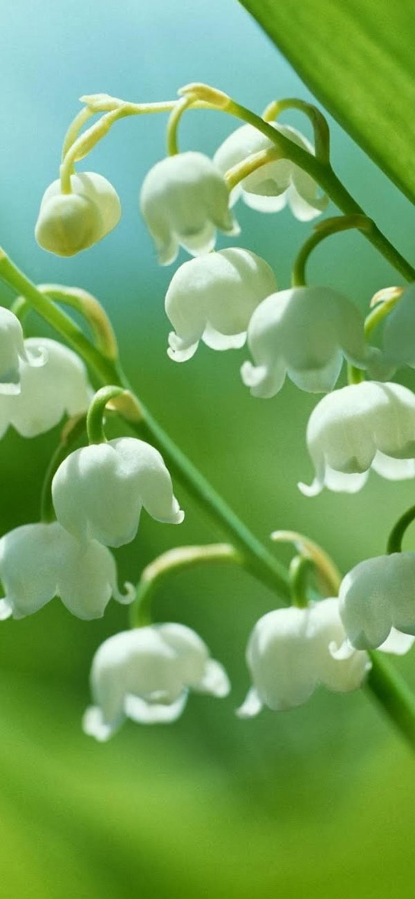 белые ландыши