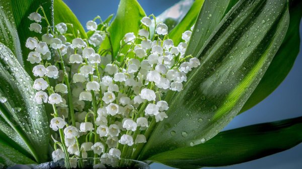 открытки с ландышами красивые