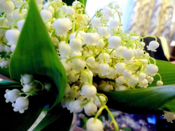 ландыши майские