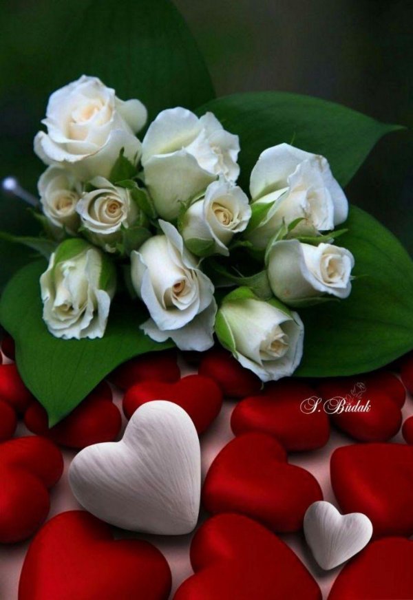 роза белая роза