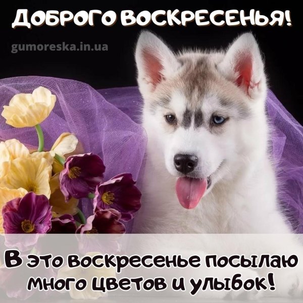 сибирская хаски щенок