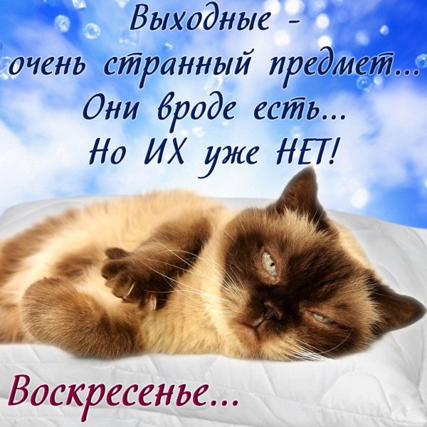 сиамская кошка