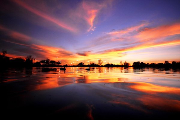 утки на закате