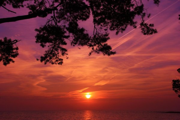 закат в лесу