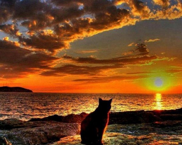 кот любуется закатом