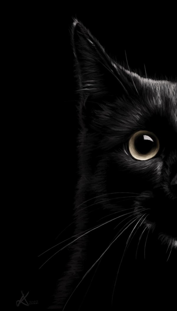 котики черные