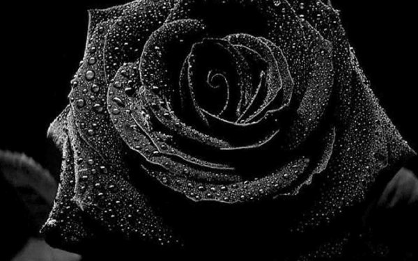 роза красивая