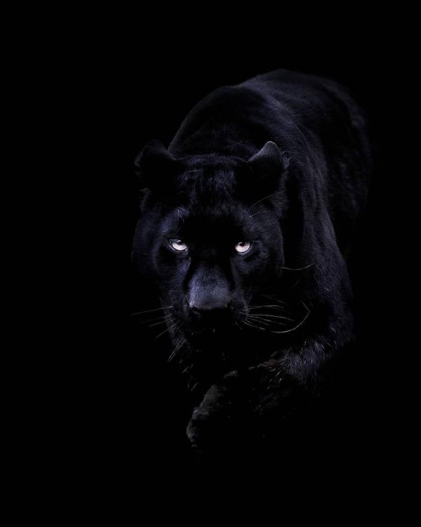 красивая пантера