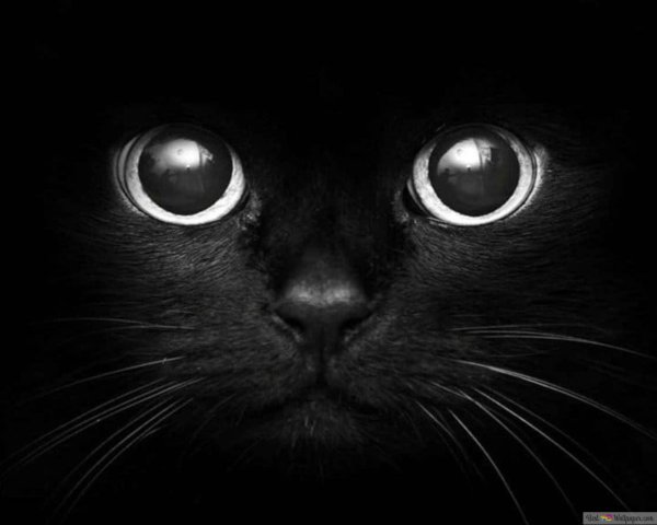 морда черного кота