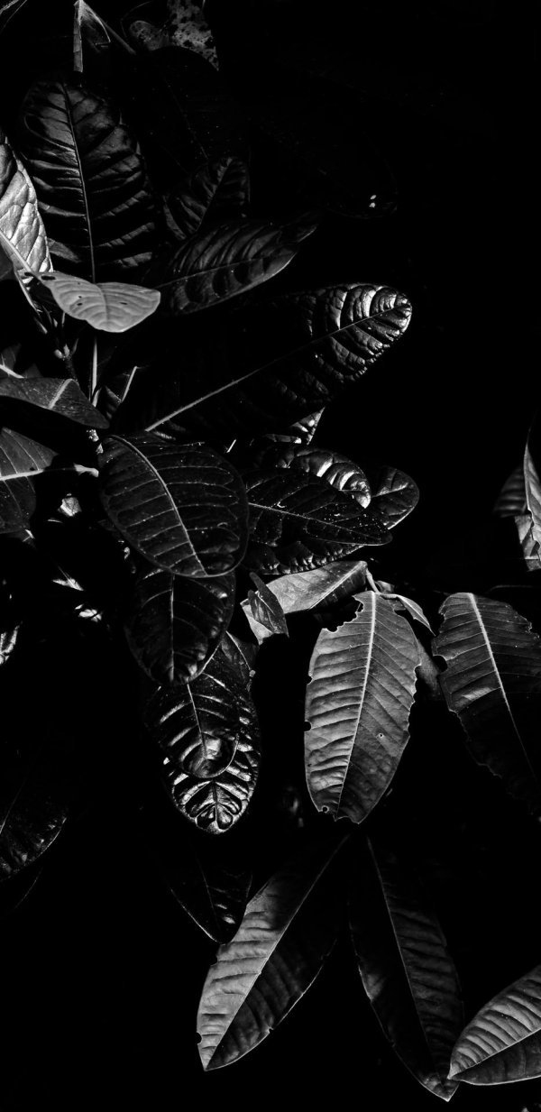 черные листья