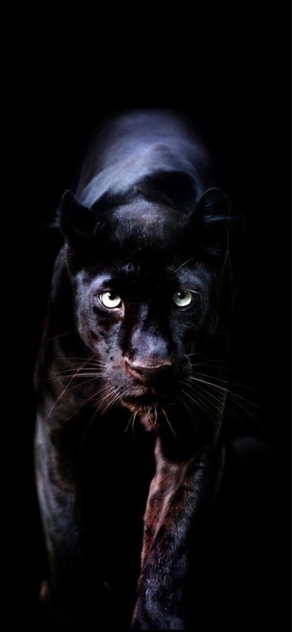 черная пантера ягуар