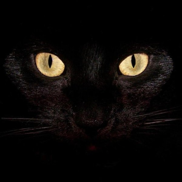 бомбейская кошка