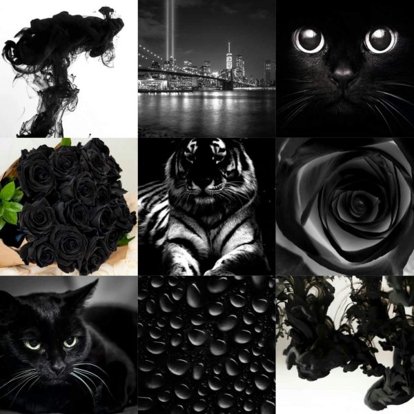 тигр черно белый