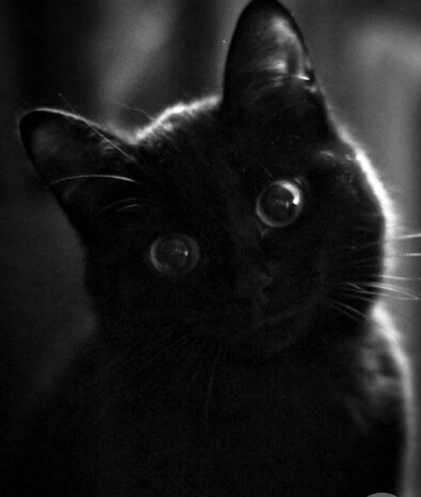 кот чëрный
