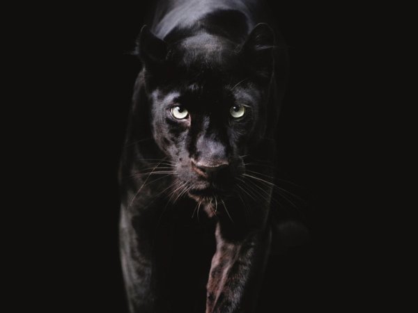 грациозная пантера