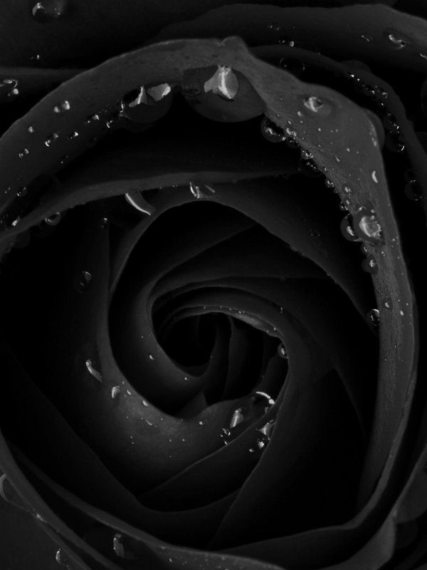 темные розы