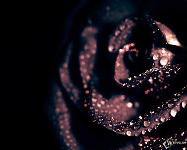 в темных тонах