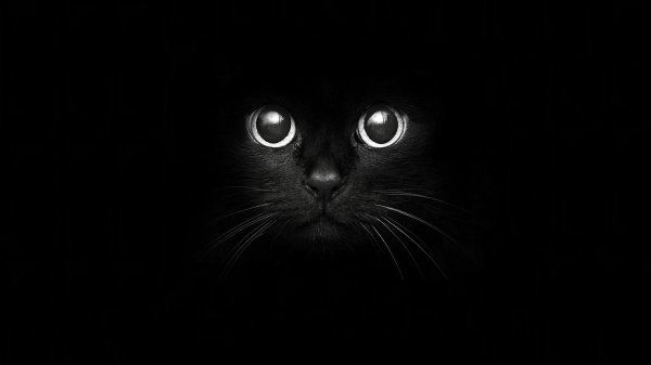 морда черного кота