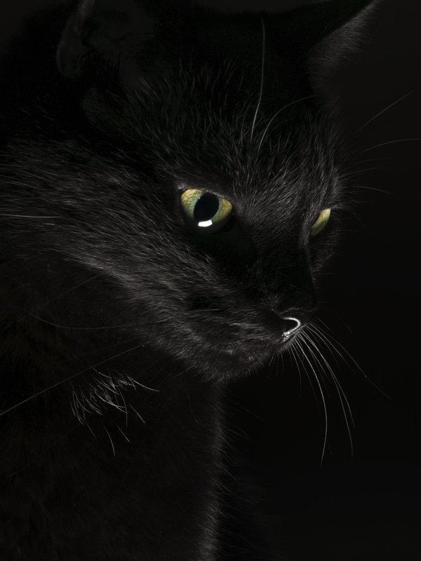 кошка в темноте