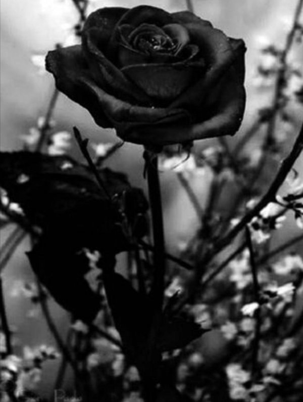 черно белая роза