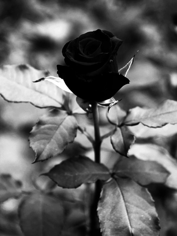 роза халфети