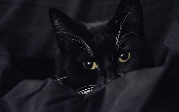 кот чëрный