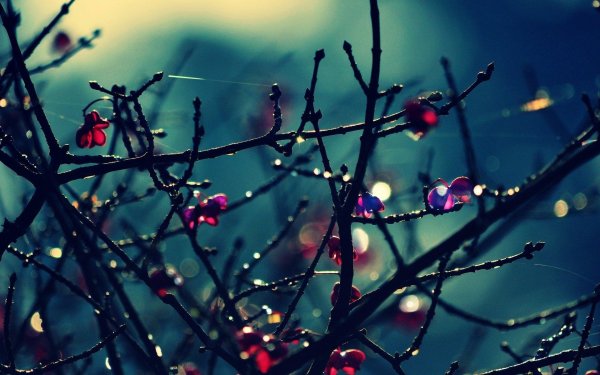 ветка с ягодами