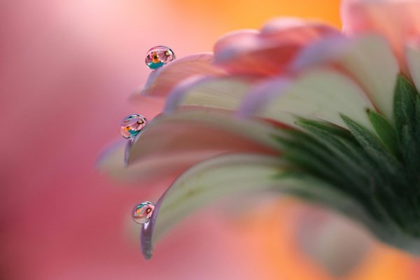 цветок макросъемка