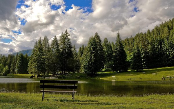 лес с озером