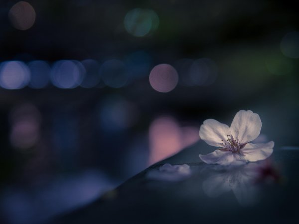 сакура цветки