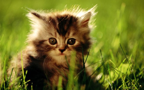 котики милые