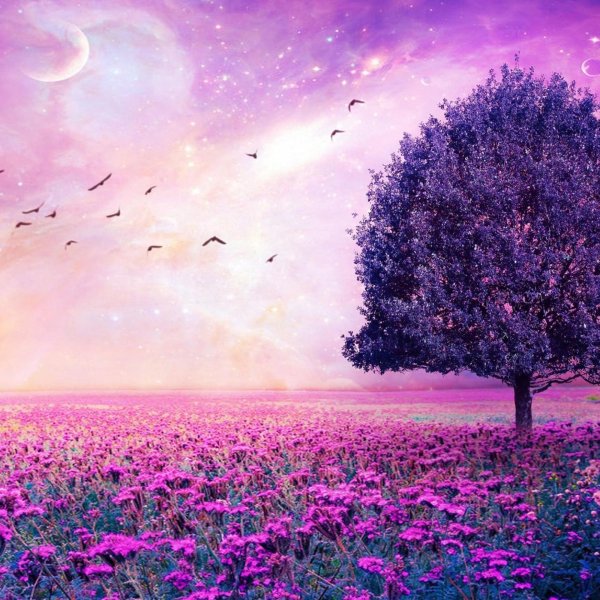 фиолетовое дерево