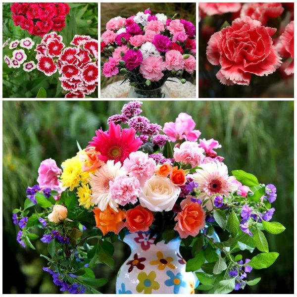 махровая гвоздика