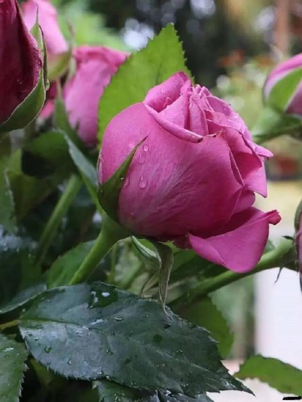 роза троянда парковая