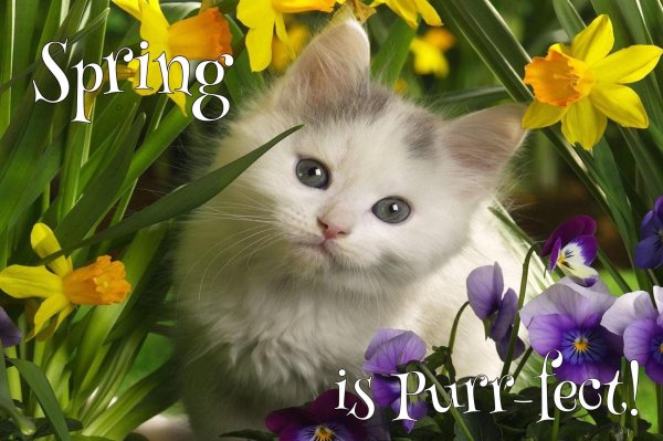 очаровательные котята