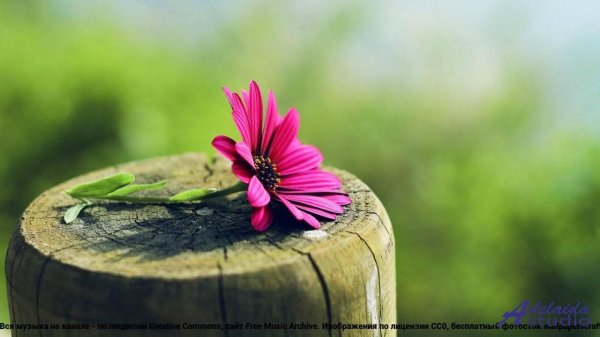 цветок красивый