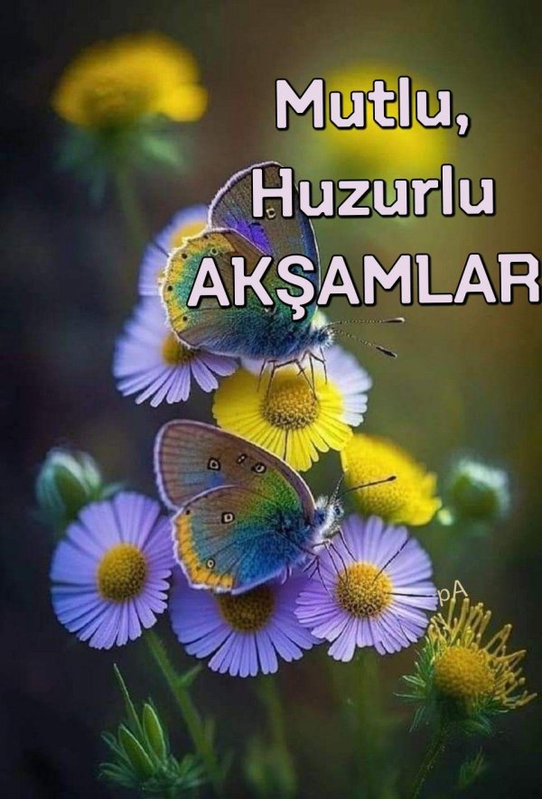 красочные цветы