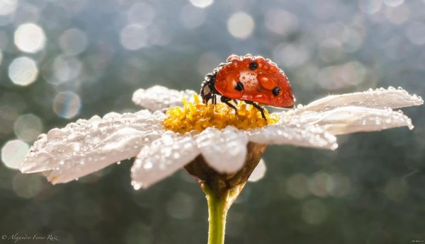 коровка божья