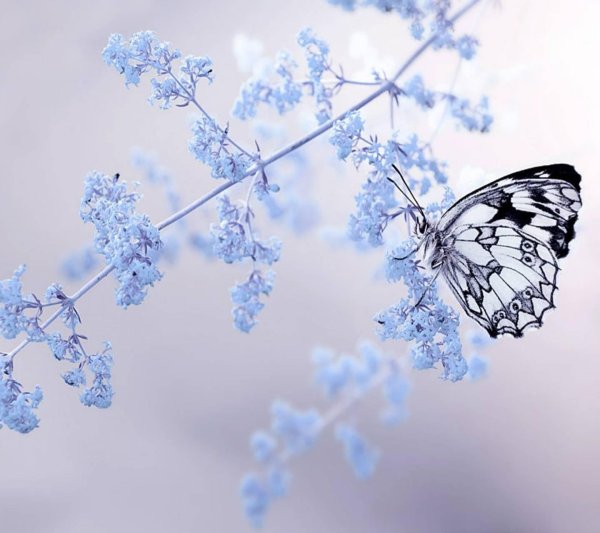 нежные бабочки