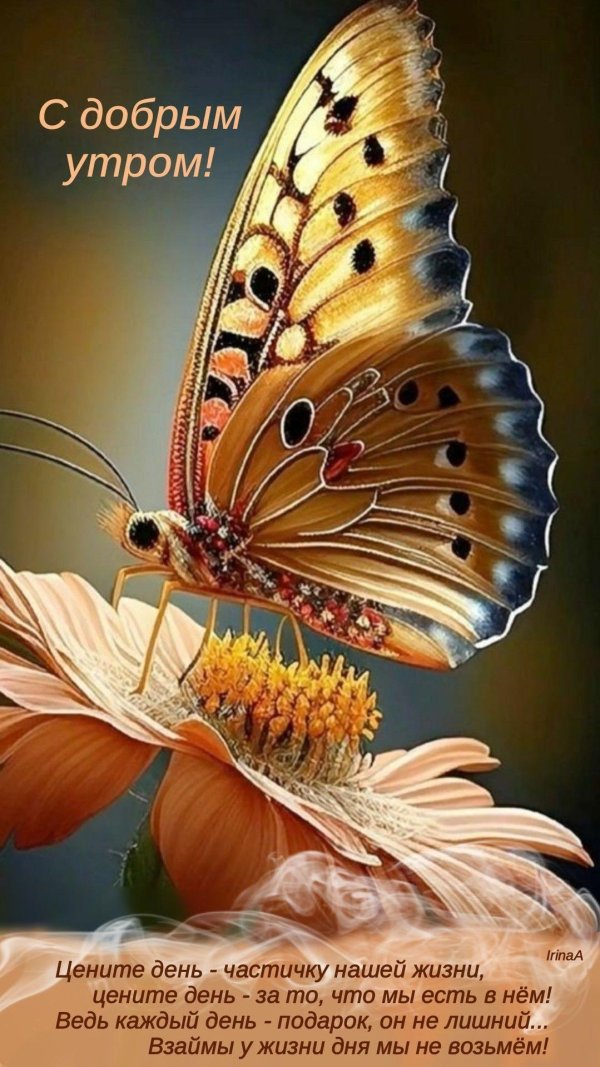 утро бабочки