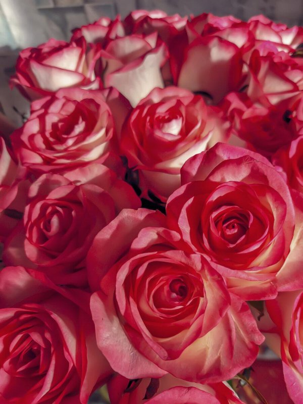 роза джумилия