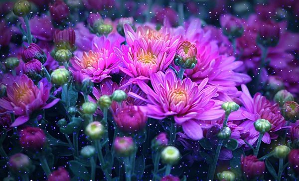 сиреневые хризантемы