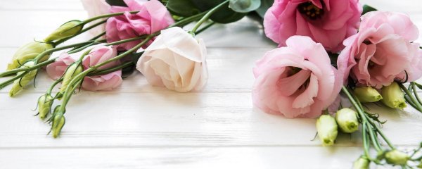 эустома белая