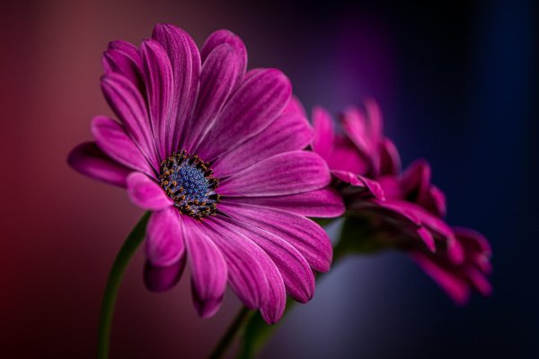 остеоспермум сиреневый