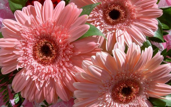 гербера мариатта