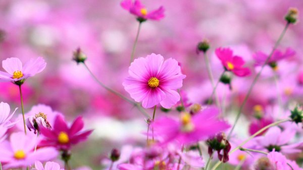 космея луговая