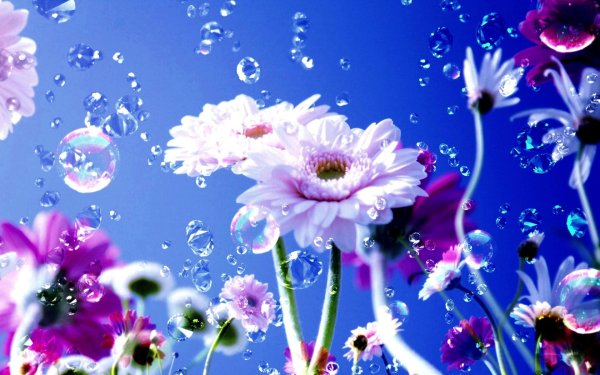 цветочные фоны