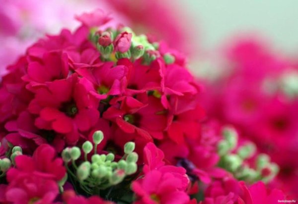 цветок яркий