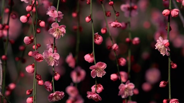 черри блоссом цветок