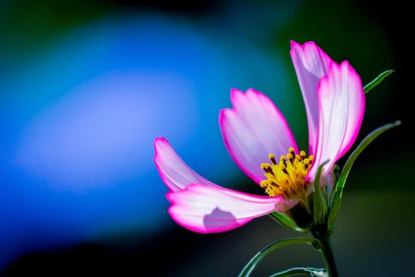 cosmos flower